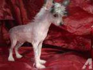 Chinese Crested Puppy for sale in WESTMINSTER, CA, USA
