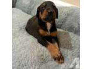 Doberman Pinscher Puppy for sale in PORT ANGELES, WA, USA