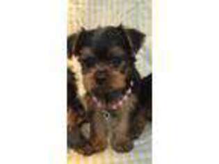 Yorkshire Terrier Puppy for sale in Bellville, TX, USA