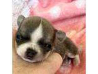 Chihuahua Puppy for sale in Meridian, MS, USA
