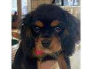 Cavalier King Charles Spaniel Puppy for sale in Hastings, MN, USA
