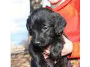 Labradoodle Puppy for sale in Stevensville, MT, USA