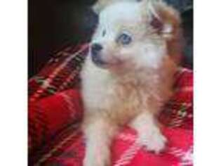 Pomeranian Puppy for sale in Elizabeth City, NC, USA