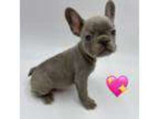 French Bulldog Puppy for sale in Perris, CA, USA