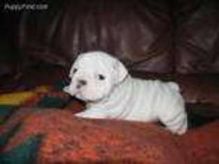 Bulldog Puppy for sale in Jeffers, MN, USA