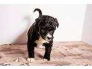 Border Collie Puppy for sale in Salt Lake City, UT, USA