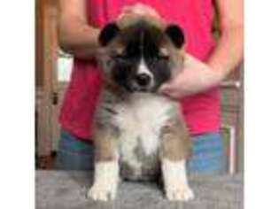 Akita Puppy for sale in Coopersburg, PA, USA