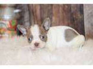 Border Terrier Puppy for sale in Bokchito, OK, USA