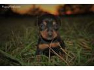 Miniature Pinscher Puppy for sale in Hartville, MO, USA