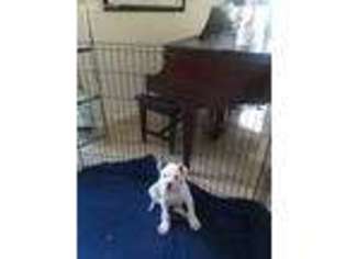 American Bulldog Puppy for sale in Richmond, CA, USA