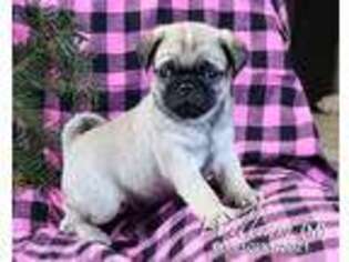 Pug Puppy for sale in Winfield, PA, USA