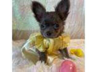 Chihuahua Puppy for sale in Richmond, MO, USA