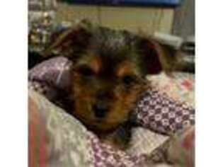 Yorkshire Terrier Puppy for sale in Brooklyn, NY, USA