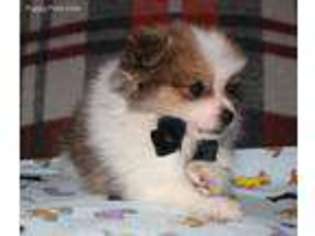 Pomeranian Puppy for sale in Berlin, OH, USA