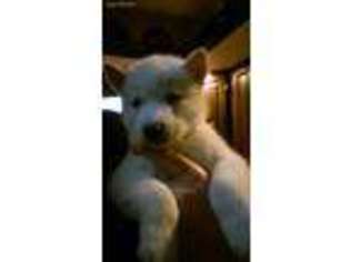 Siberian Husky Puppy for sale in Muskegon, MI, USA