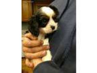 English Toy Spaniel Puppy for sale in Doon, IA, USA