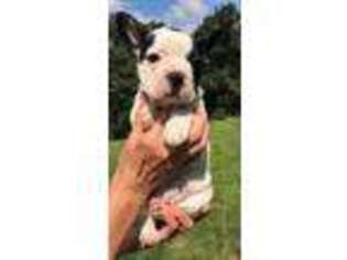 French Bulldog Puppy for sale in Eighty Four, PA, USA