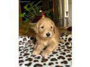 Goldendoodle Puppy for sale in Lebanon, OH, USA