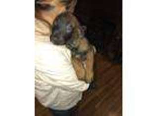 Belgian Malinois Puppy for sale in Lynn, MA, USA