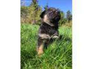 German Shepherd Dog Puppy for sale in Tacoma, WA, USA