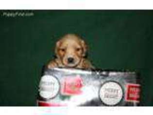 Golden Retriever Puppy for sale in Noble, IL, USA