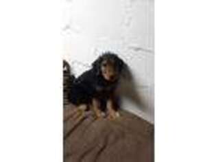 Airedale Terrier Puppy for sale in North Lawrence, OH, USA