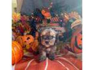 Havanese Puppy for sale in Selma, NC, USA