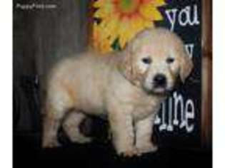 Golden Retriever Puppy for sale in Koshkonong, MO, USA