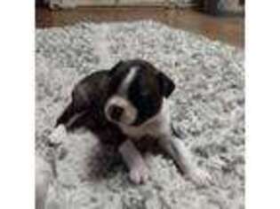 Boston Terrier Puppy for sale in Clute, TX, USA