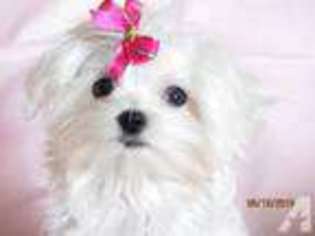 Maltese Puppy for sale in STOCKTON, CA, USA
