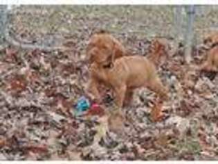 Vizsla Puppy for sale in Carterville, IL, USA