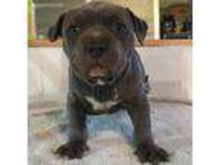 Mutt Puppy for sale in Armuchee, GA, USA