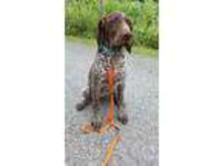 German Shorthaired Pointer Puppy for sale in Fairmont, WV, USA