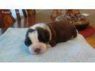 Saint Bernard Puppy for sale in Cherokee Village, AR, USA