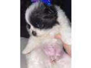 Pomeranian Puppy for sale in Reedley, CA, USA