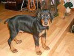 Doberman Pinscher Puppy for sale in Macon, MO, USA