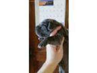 Neapolitan Mastiff Puppy for sale in Clarence, MO, USA