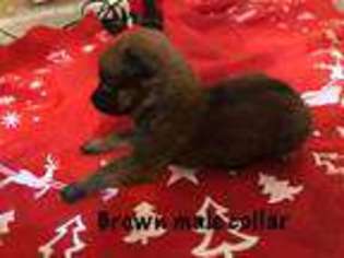 Belgian Malinois Puppy for sale in Blue Ridge, GA, USA