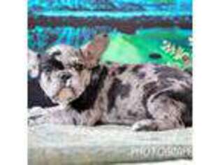 French Bulldog Puppy for sale in Dunnville, KY, USA