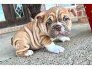Bulldog Puppy for sale in Texarkana, AR, USA