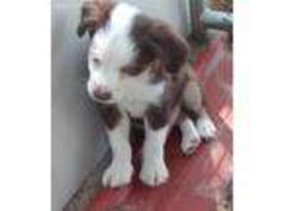 Miniature Australian Shepherd Puppy for sale in Canton, TX, USA