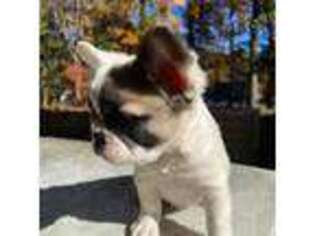 French Bulldog Puppy for sale in Farmington, CT, USA