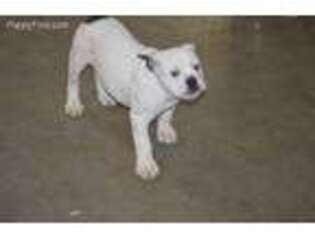 Olde English Bulldogge Puppy for sale in Newton, IL, USA