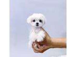 Maltese Puppy for sale in Brooklyn, NY, USA