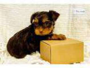 Yorkshire Terrier Puppy for sale in Oklahoma City, OK, USA