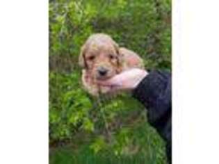 Goldendoodle Puppy for sale in Jonestown, PA, USA