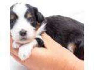 Mutt Puppy for sale in Wethersfield, CT, USA