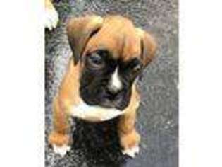 Boxer Puppy for sale in Liberty, KY, USA