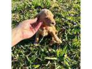 Goldendoodle Puppy for sale in Morse, LA, USA