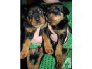 Rottweiler Puppy for sale in DENVER, CO, USA